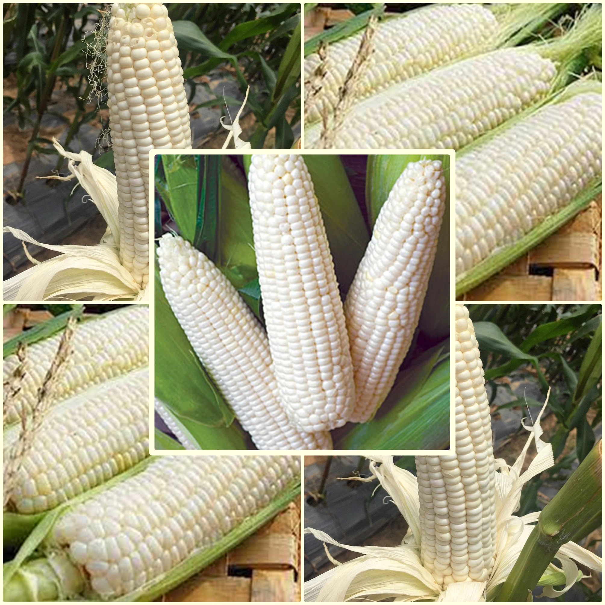 Creamy White Waxy Corn Seeds