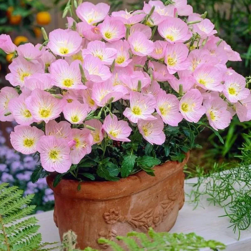 Evening Primrose Seeds