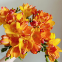 Orange Color
