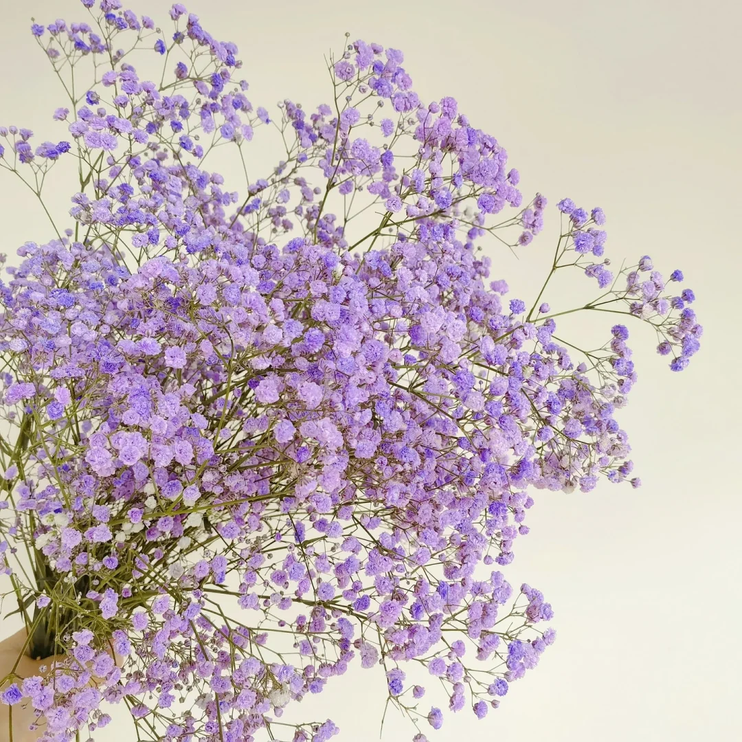 Gypsophila Seeds