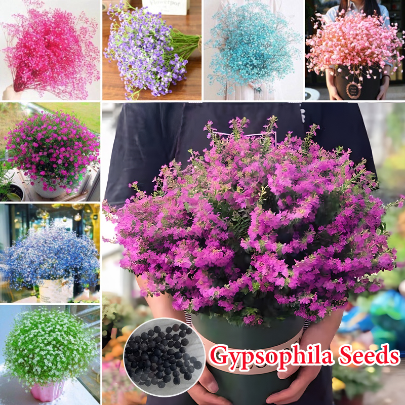 Gypsophila Seeds