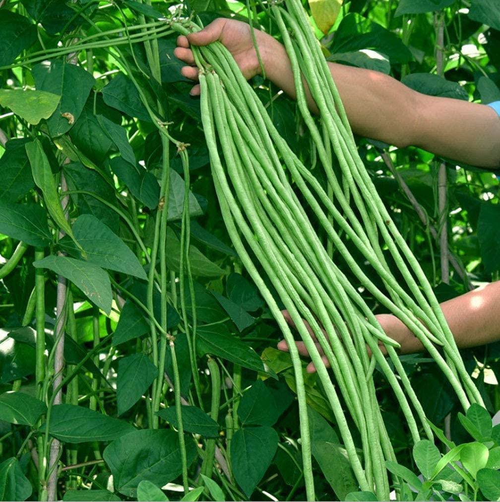 High Quality Multi-Color High Yield Long Cowpea Seeds