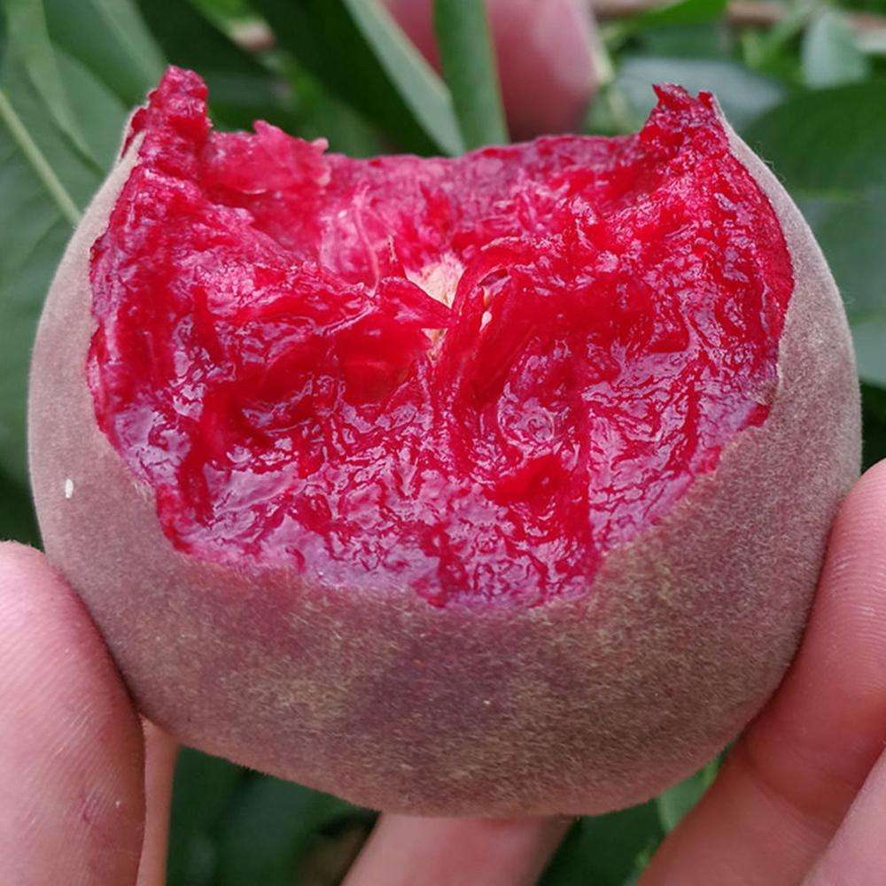 Blood Peach Seeds, Easy To Plant, Delicious Harvest Every Day!
