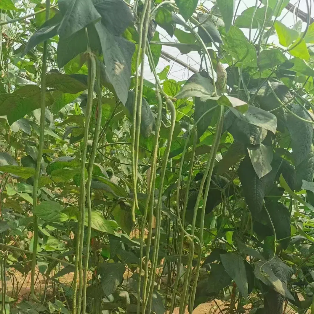 Multi-Color High Yield Long Cowpea Seeds