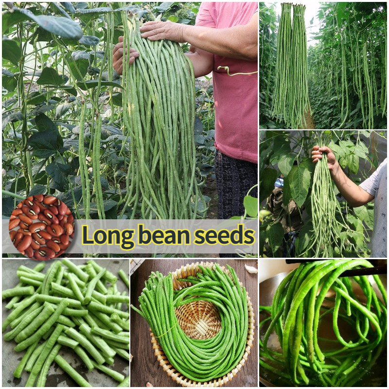 Multi-Color High Yield Long Cowpea Seeds