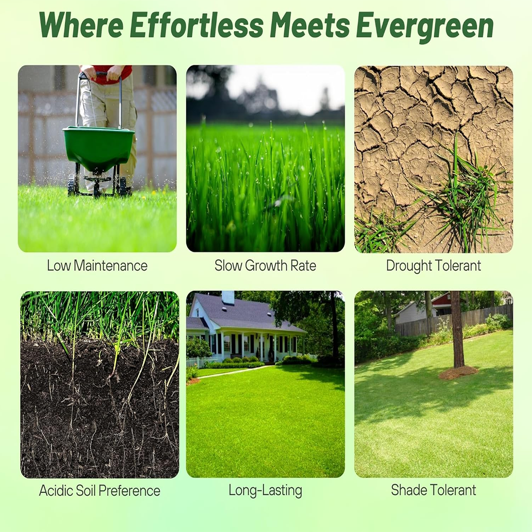 💥Special Price Reduction🔥 Four Seasons Evergreen Grass Seeds