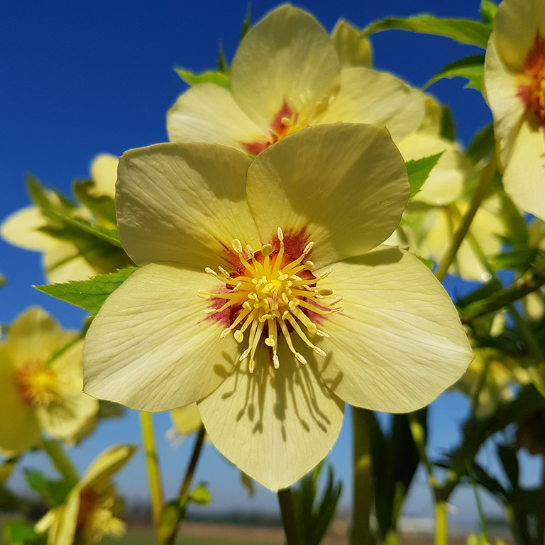 Helleborus Seeds—Super Cold-Resistant, Preferred For Winter Planting