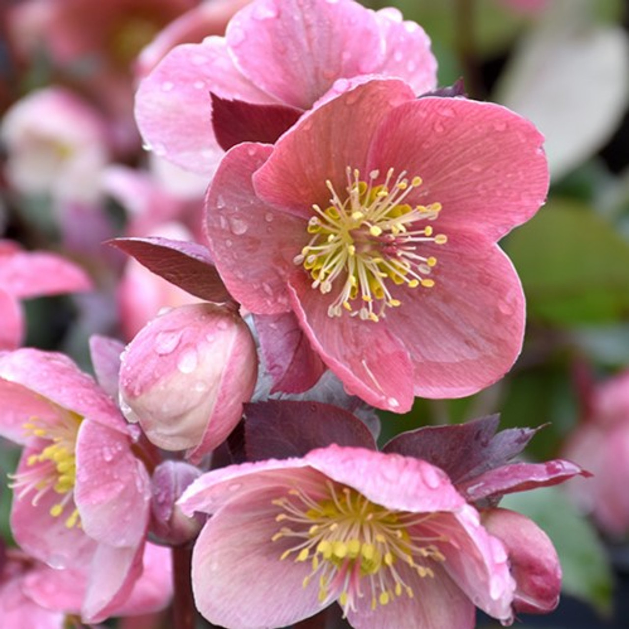 Helleborus Seeds—Super Cold-Resistant, Preferred For Winter Planting