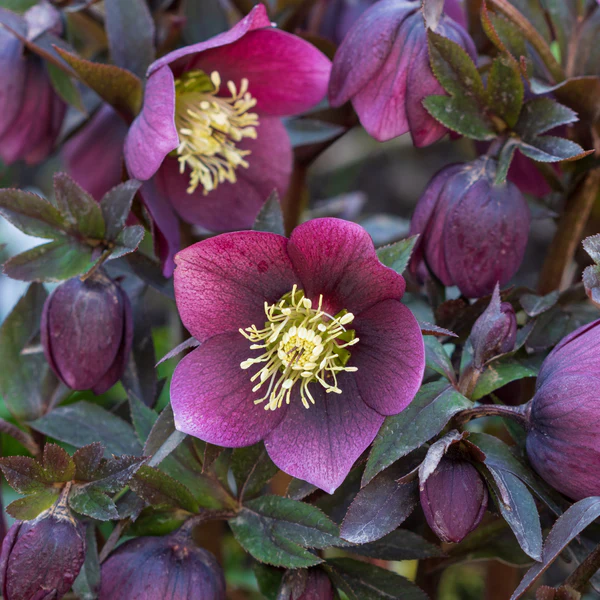 Helleborus Seeds—Super Cold-Resistant, Preferred For Winter Planting