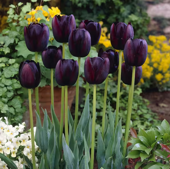Queen of The Night Tulip Bulbs