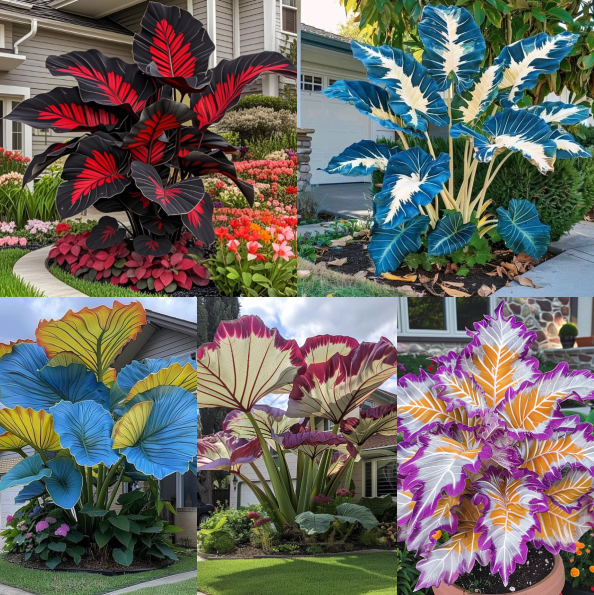 Giant Caladium Bulbs