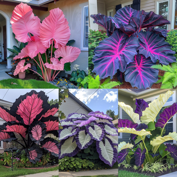 Giant Caladium Bulbs