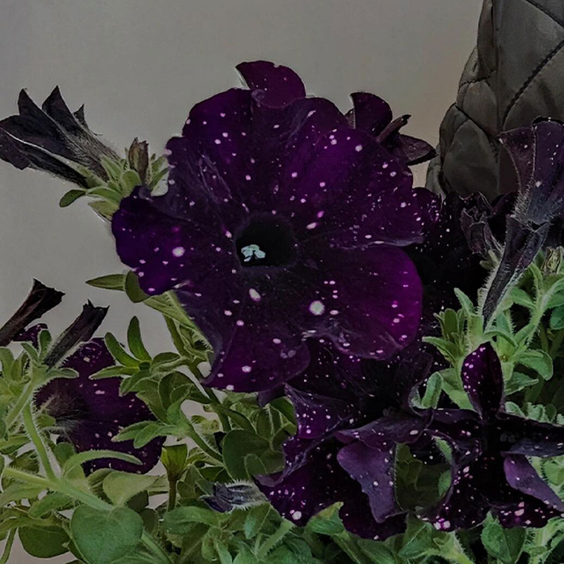 Bright Star River - Starry Morning Glory Seeds