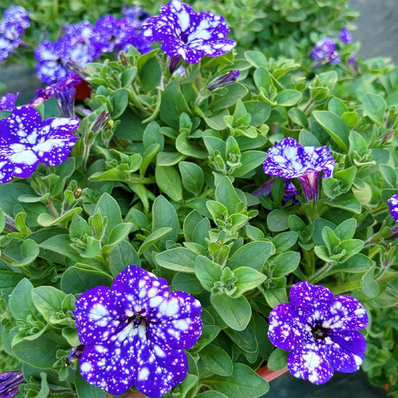 Bright Star River - Starry Morning Glory Seeds