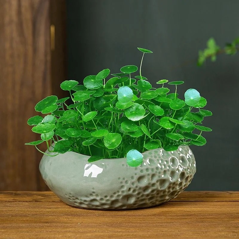 Water cultivation of copper money grass seeds to attract wealth