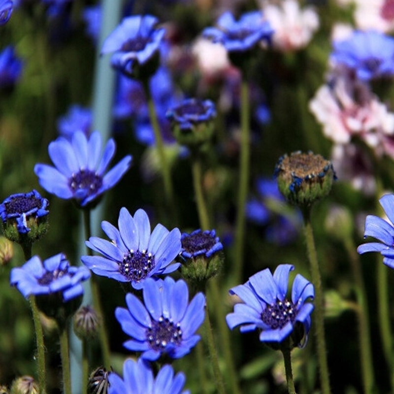 💙True Blue Daisy,Felicia Heterophylla,Kingfisher Daisy