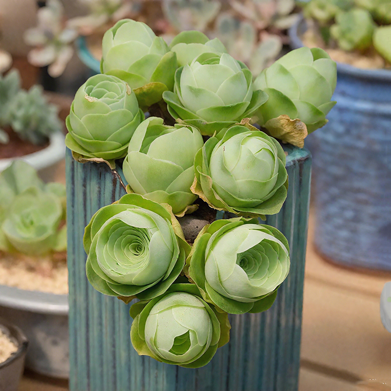 Mountain Rose, Rare Succulent Seeds