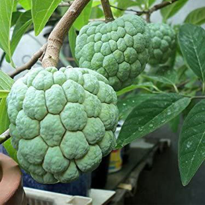 Custard Apple Annona Squamosa Seeds - Sugar Apple, Sweetsop