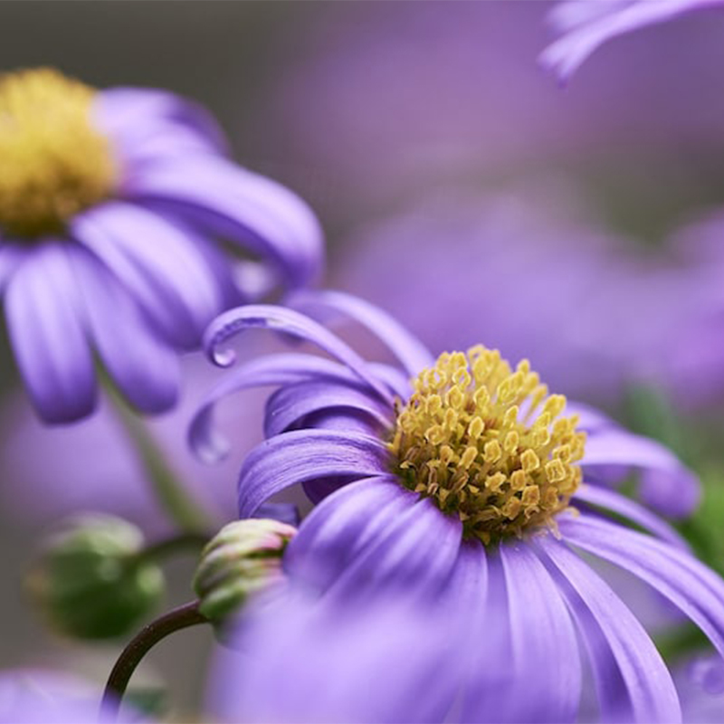 Splendour Blue Swan River Daisy