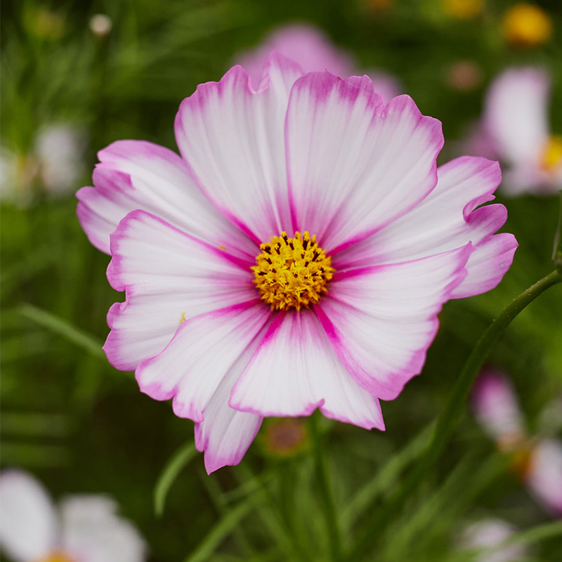 🍬Cosmos Sensations Candy Stripe Flower Seeds 🐝