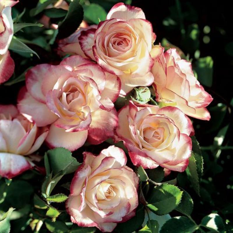 🌹Cherry Parfait™ Grandiflora Rose Seeds🍒