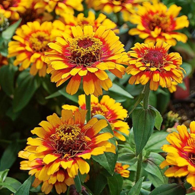 🌸Rare Zinnia Seeds-Flower Seeds