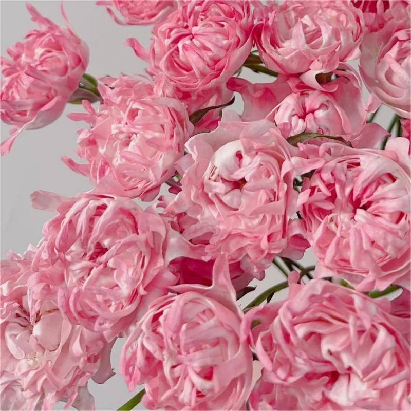 🩷Rare Pink Kite Roses-Flower Seeds 