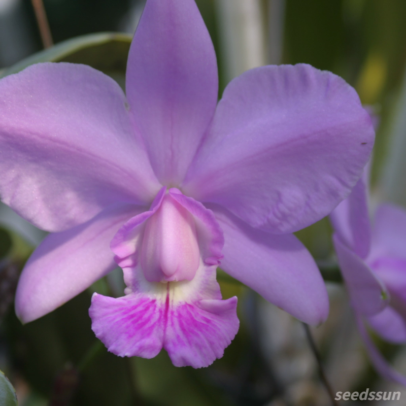 Cattleya Orchid Seeds