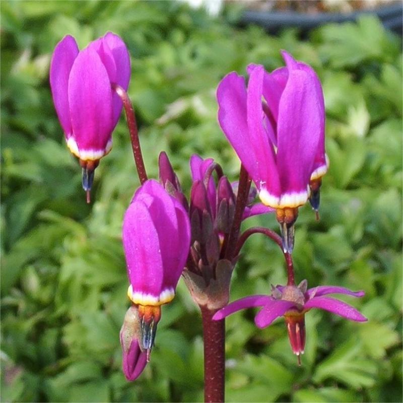  🌠Red Wings Shooting Star-Flower Seeds🪽