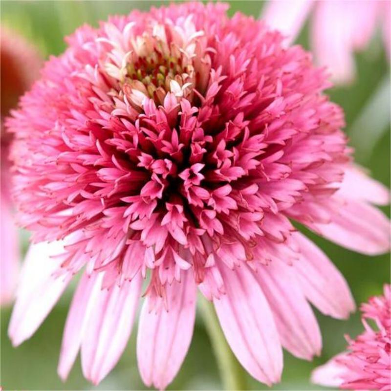 ❣️Organic Echinacea Purpurea-🟡Purple Coneflower Seeds