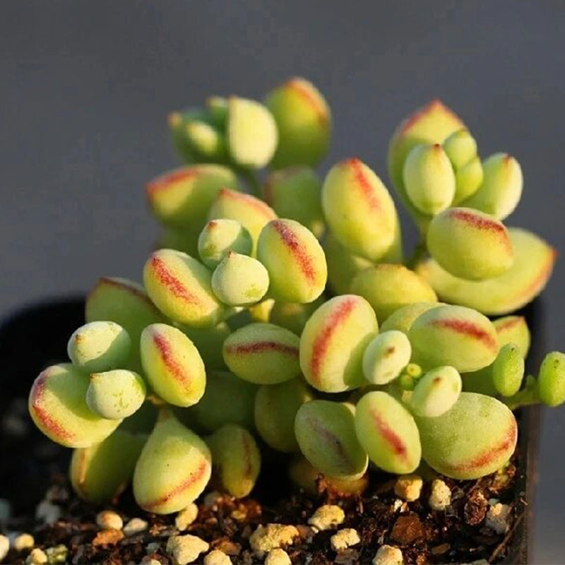 Cotyledon pendens seeds