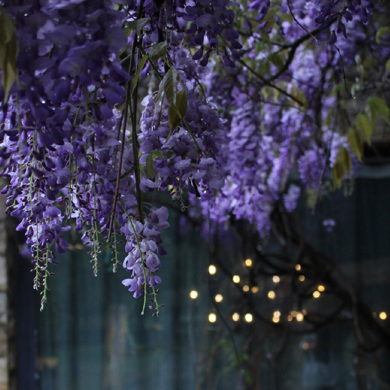 💜Wisteria seeds💜