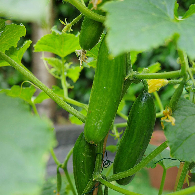 Prickly Fruit Gherkin Seeds