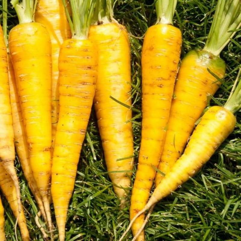 🥕Solar Yellow Carrot Seeds | NonGMO Heirloom 2024 Season Fast Shipping