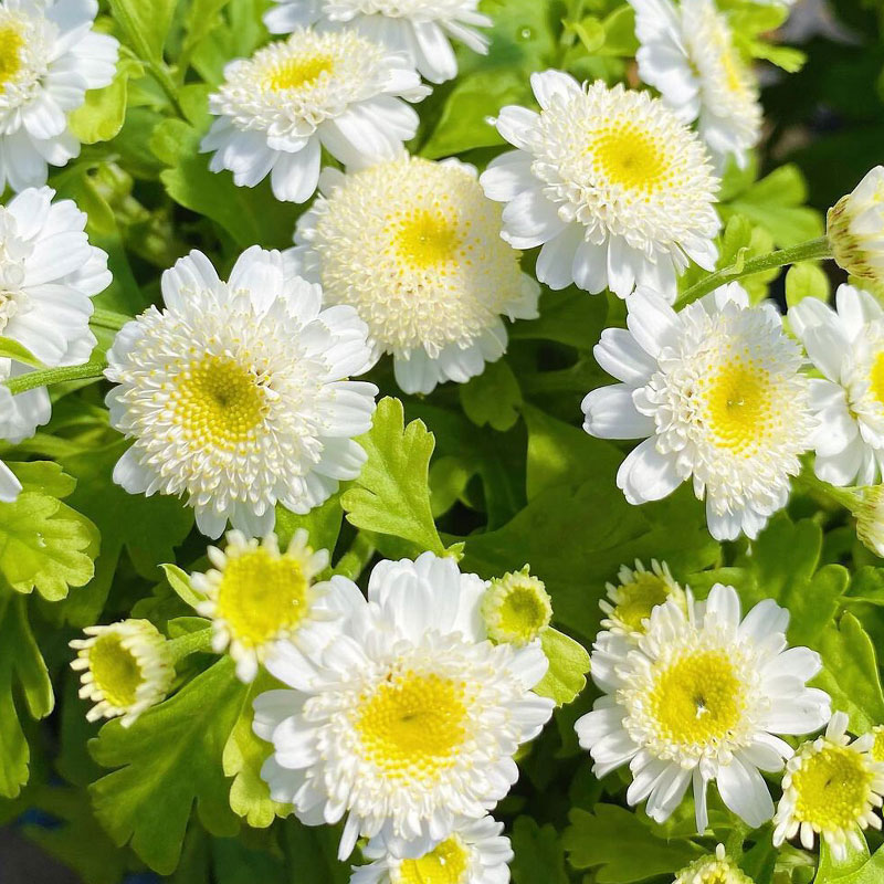 Piania Breviglossum Seeds