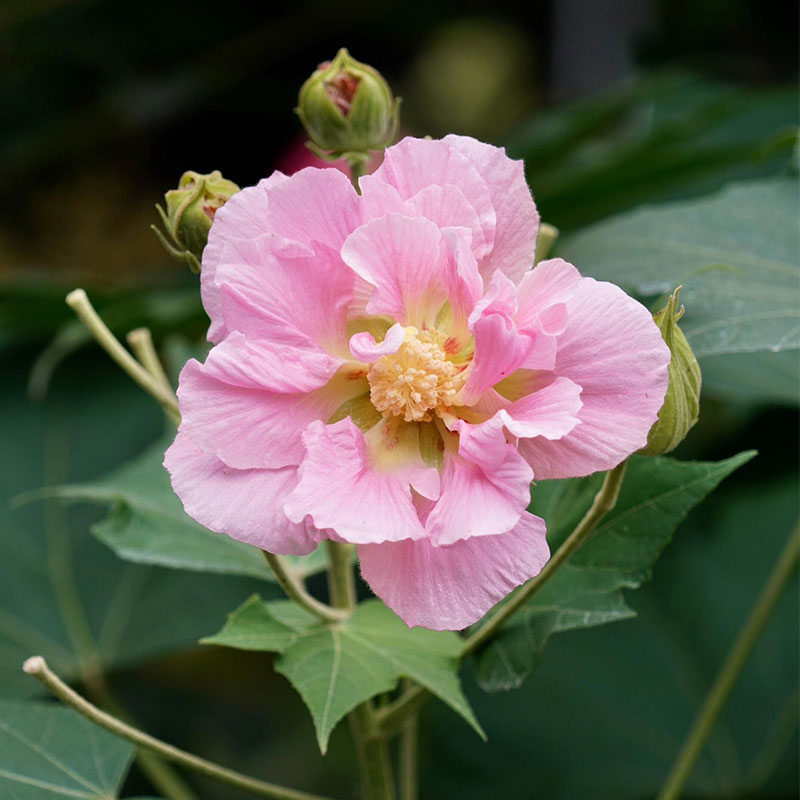 Double Hibiscus Flower Seeds