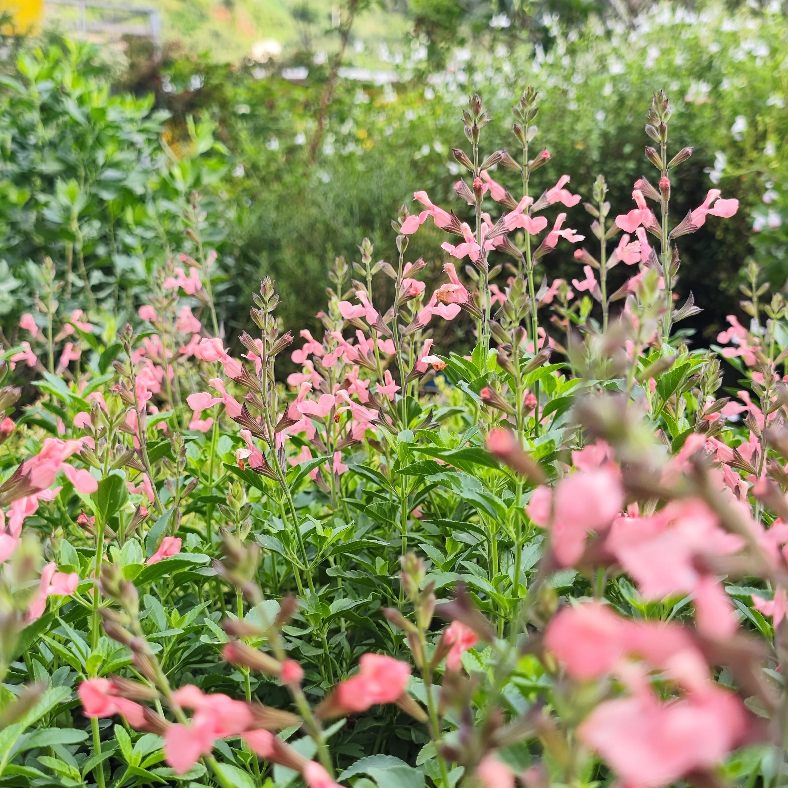 Multi-Species Sage Seeds
