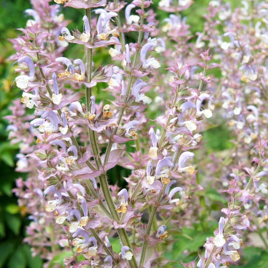 Multi-Species Sage Seeds