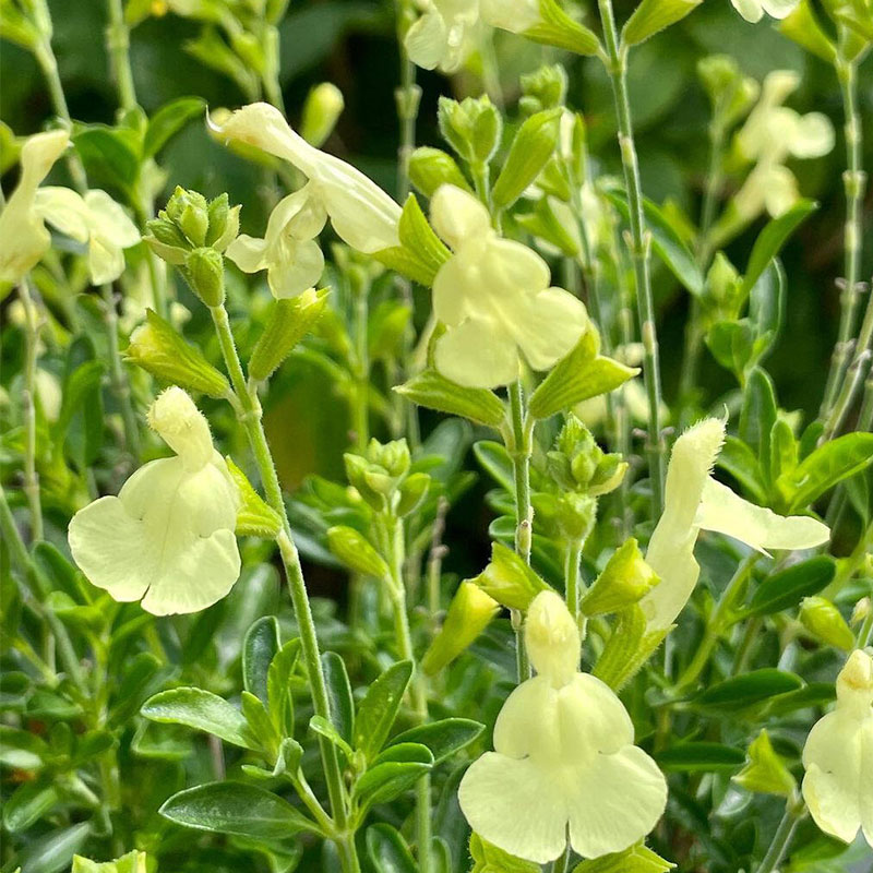 Multi-Species Sage Seeds