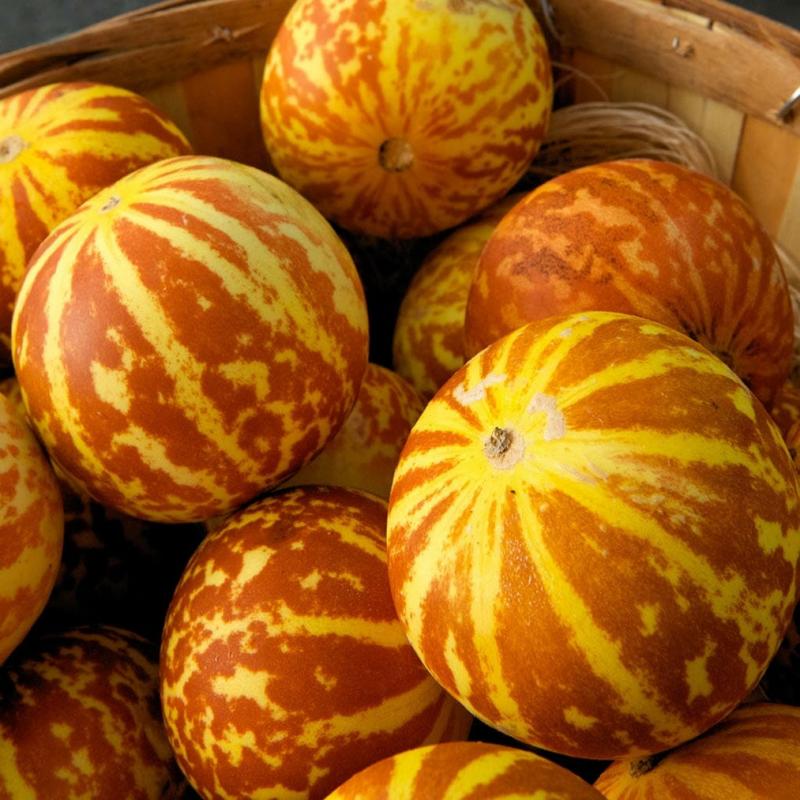 Rare Tigger Melon Seeds-Sweet Exotic Melons, Grow and Eat