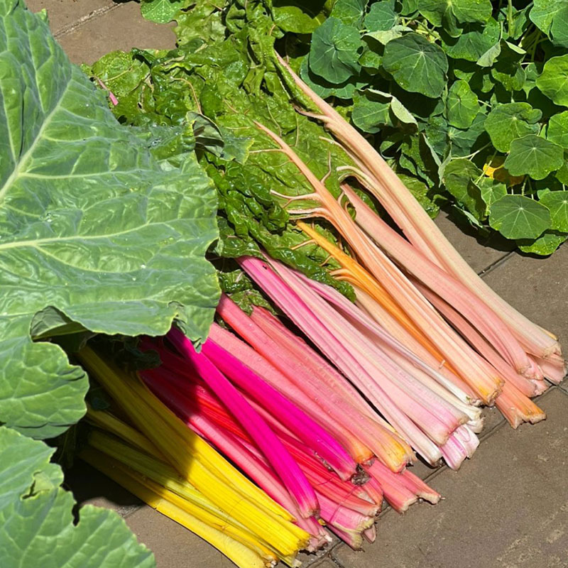 Swiss Chard Seeds - Rainbow Mixture Non-GMO Heirloom 50% OFF