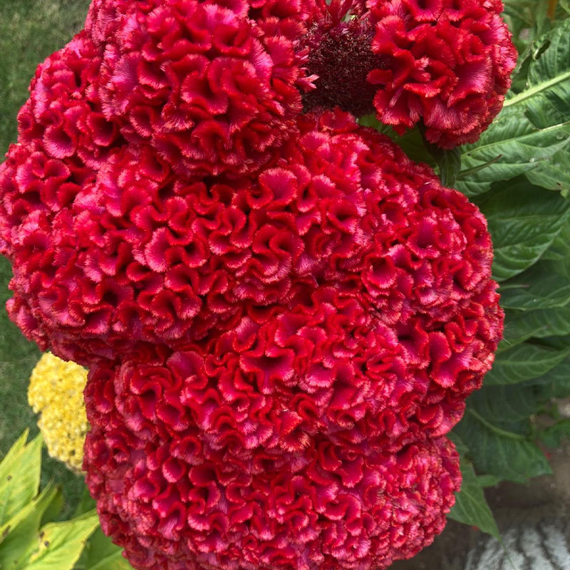 Multicolor Spherical Cockscomb Seeds