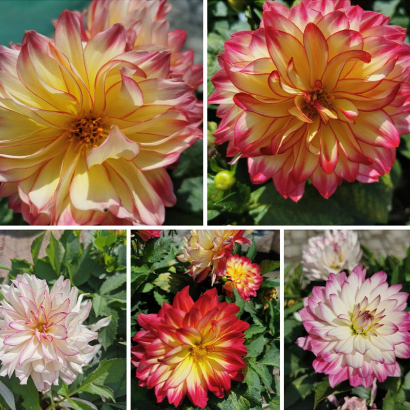 Polychromatic Dahlia Seeds