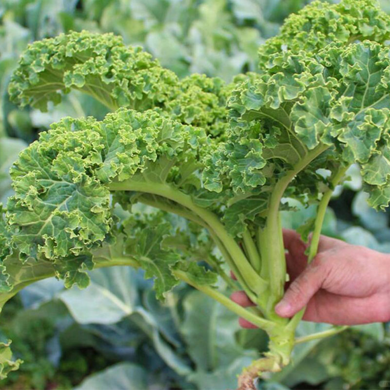 Low-Calorie Super Vegetable – Curly Kale Seeds
