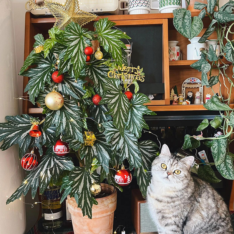 Aconite Mixed Begonia Seeds