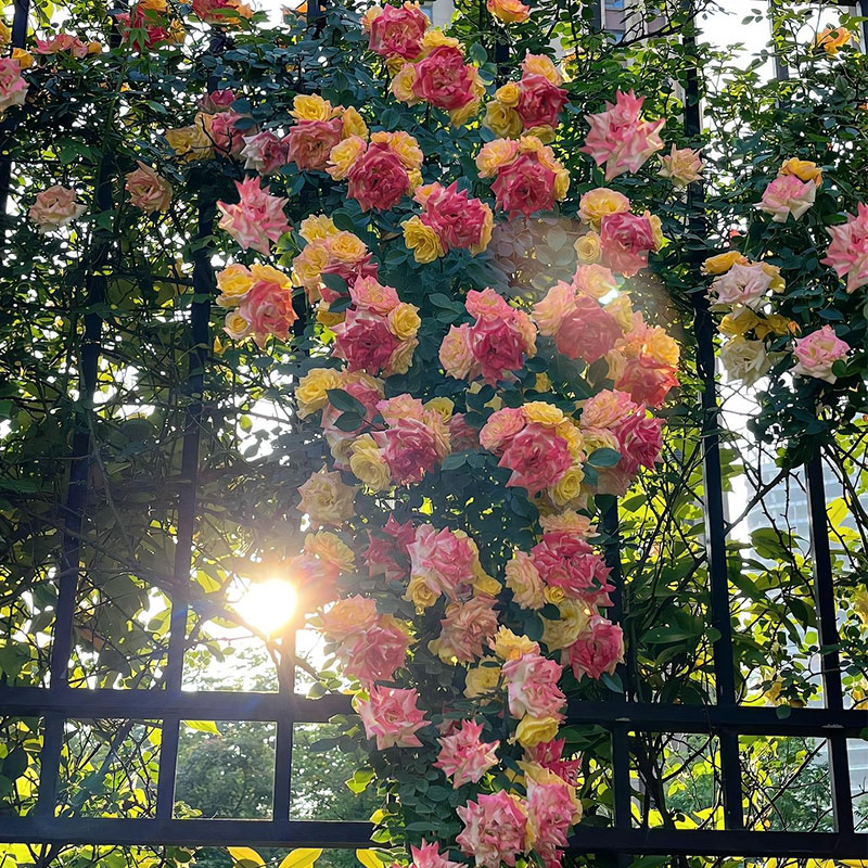 Vine Rainbow Rose Seeds