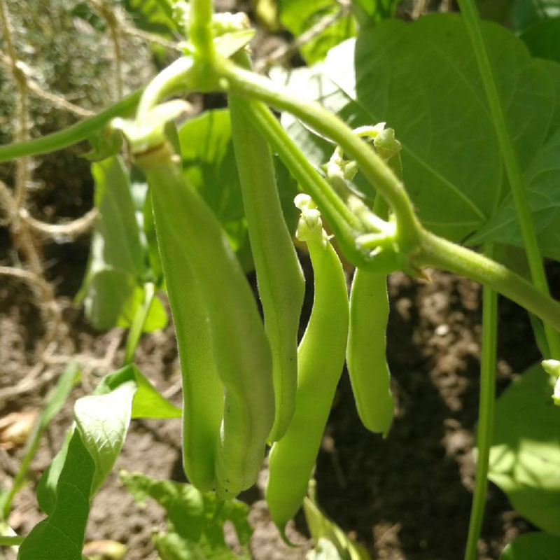 Dwarf Green Bean