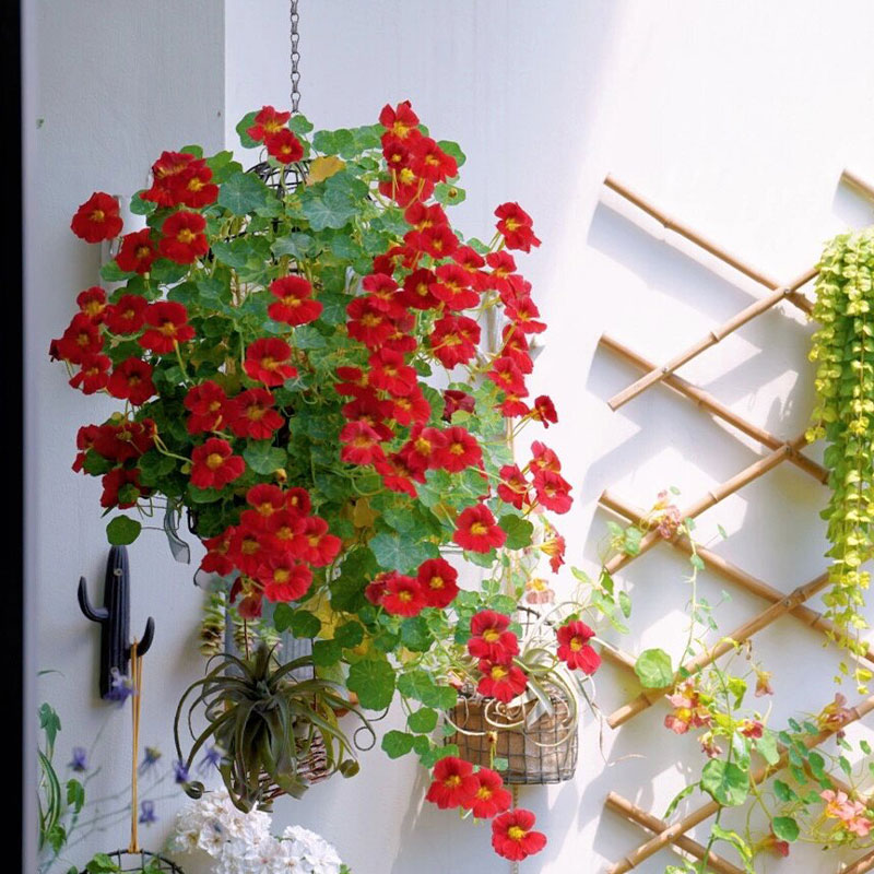 Nasturtium Seeds
