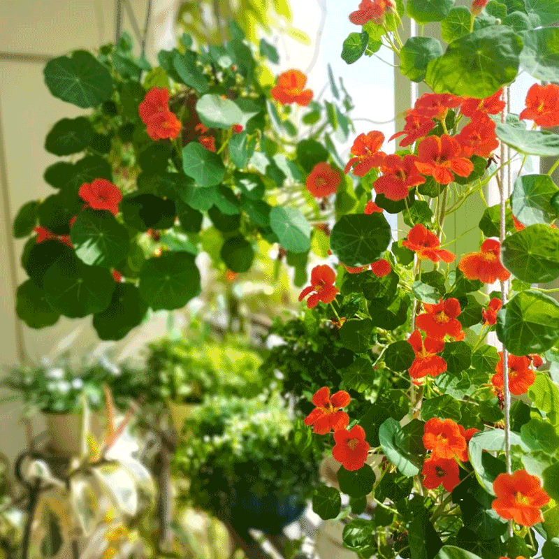 Nasturtium Seeds