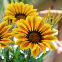 Yellow With Red Border
